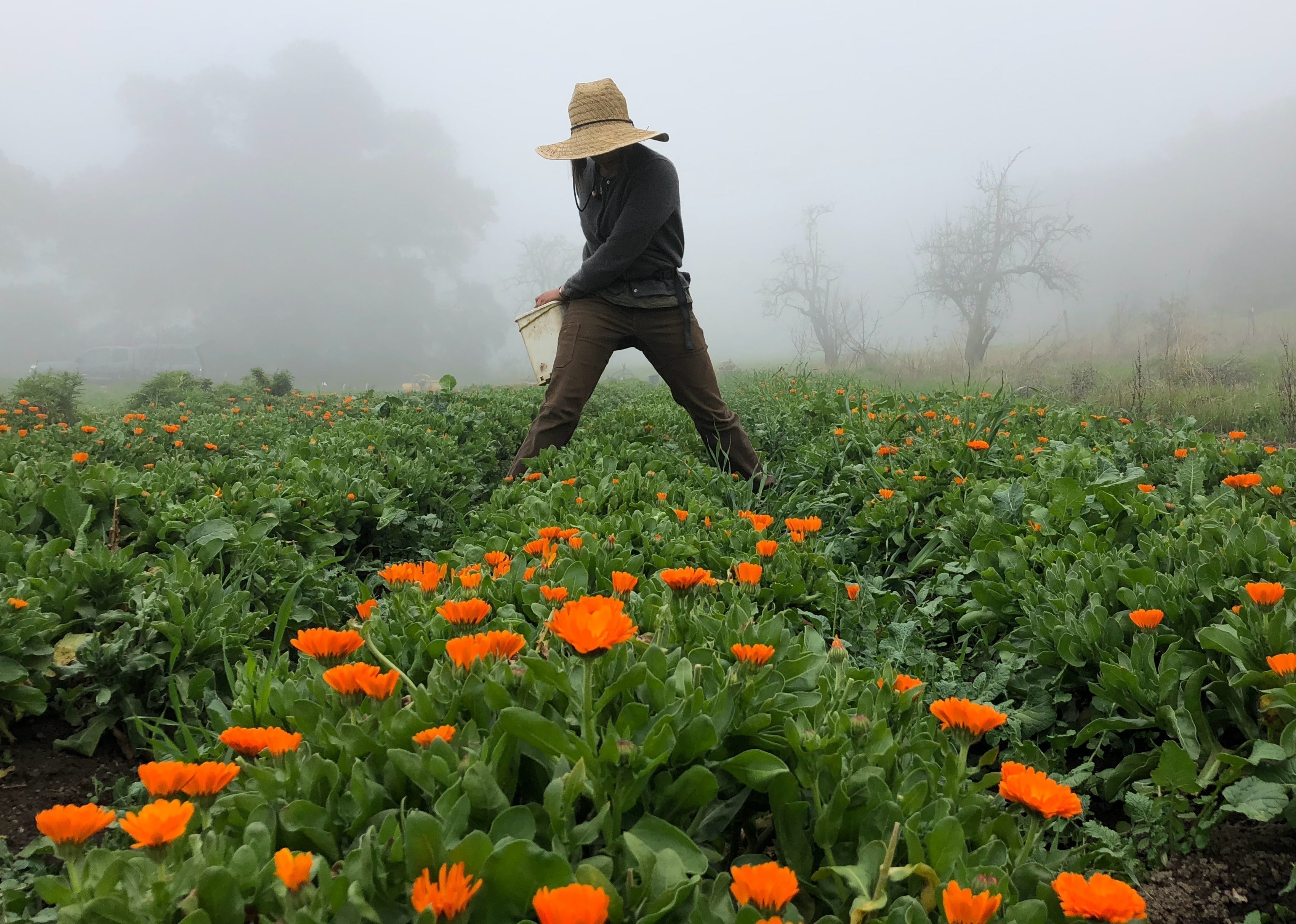 What Regenerative Farming Means at All Good