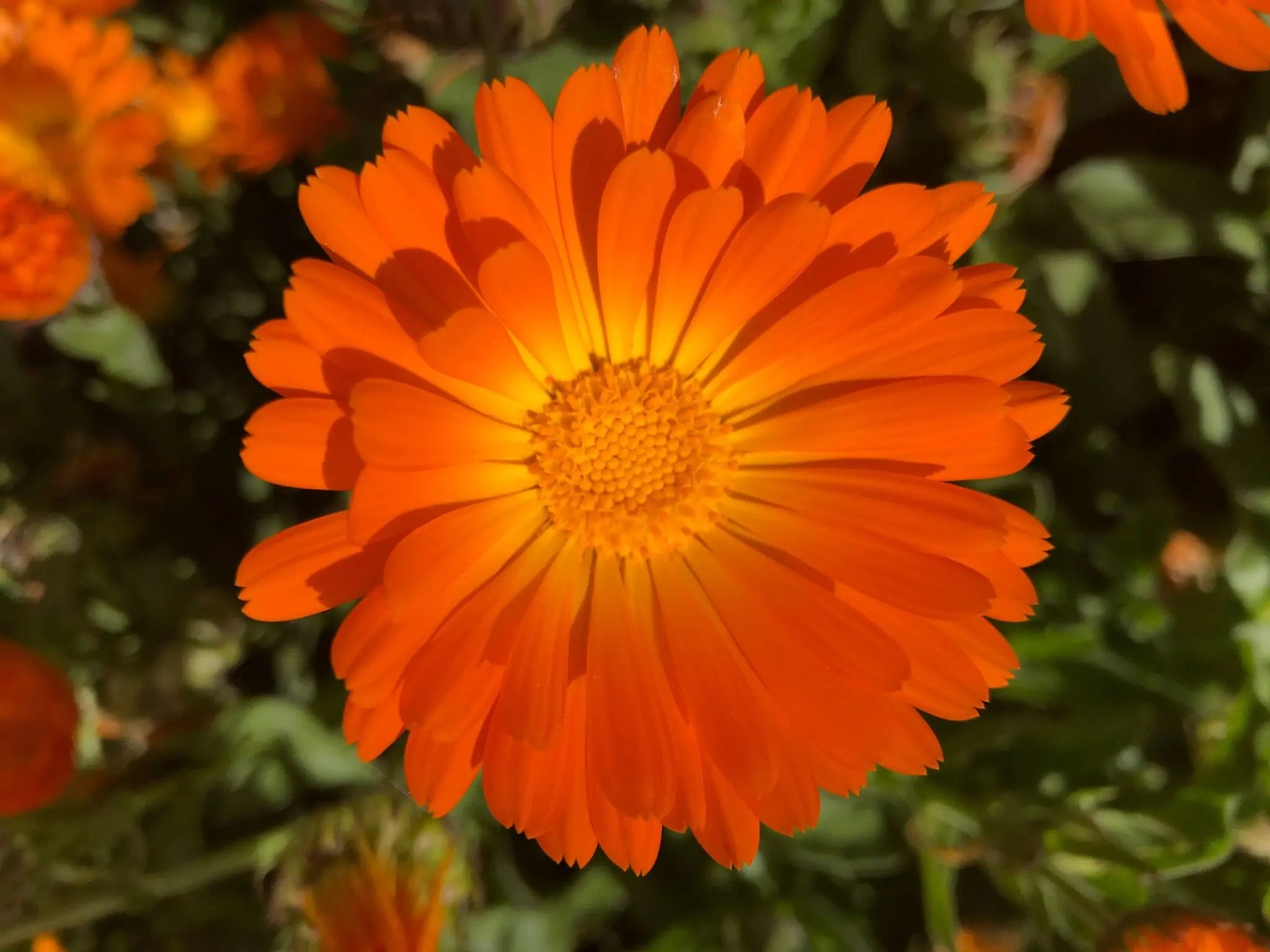 All Good Body Care - Calendula Benefits & How to Use This All-Purpose Plant