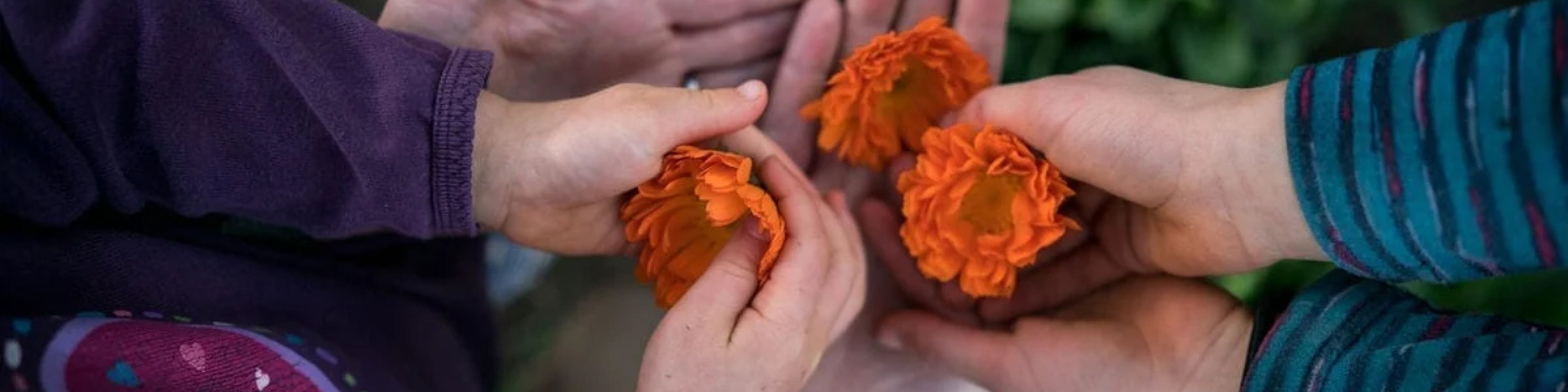 All Good Body Care - Contact Calendula Field